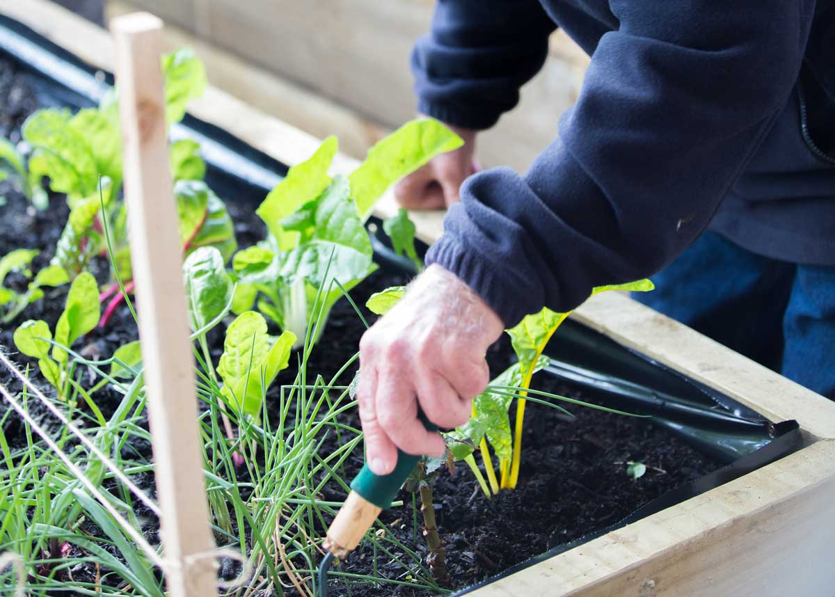 Gardening at Bupa