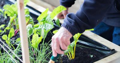 Gardening at Bupa