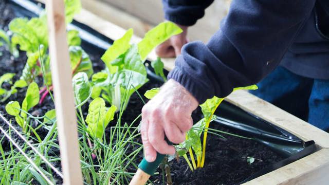 Gardening at Bupa