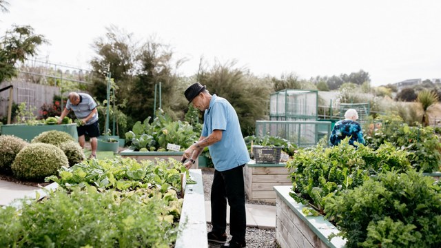 Vegetable Gardens Hugh Green Retirement Village 