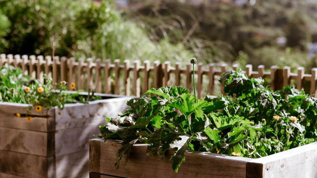 Crofton Downs Vegetable Garden
