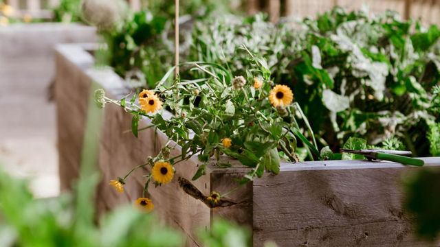 Crofton Downs Village Garden