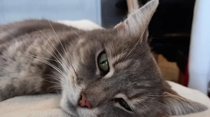 Smokey Cat on a blanket