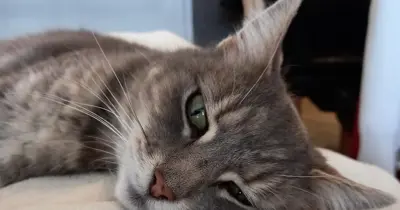 Smokey Cat on a blanket