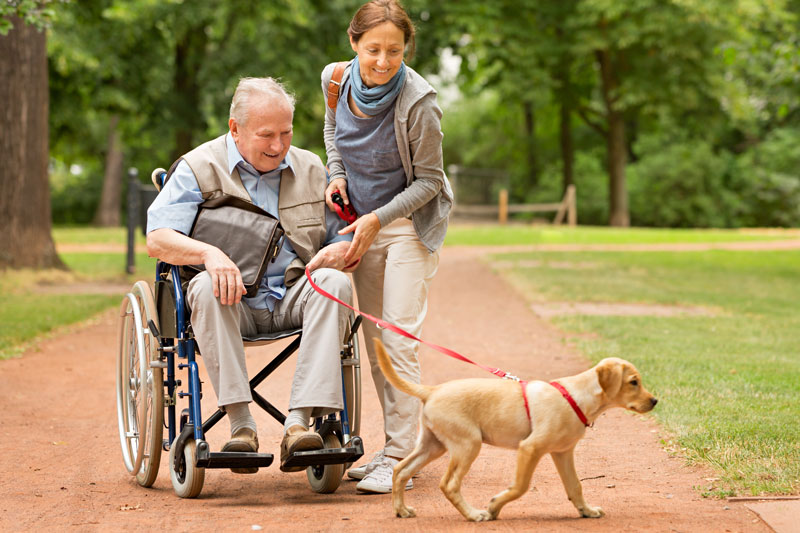 Walking a dog in a wheelchair