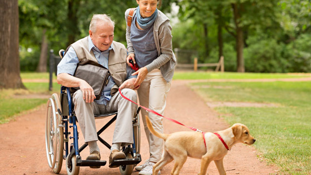 Walking a dog in a wheelchair