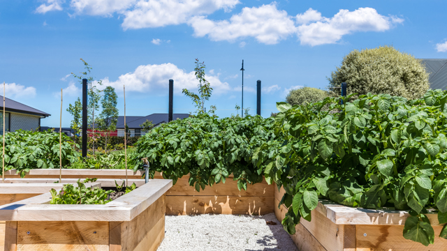 Ashford Retirement Village Community Garden