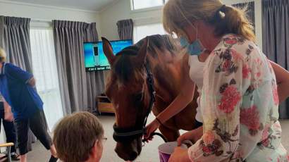 Northhaven animal therapy horse