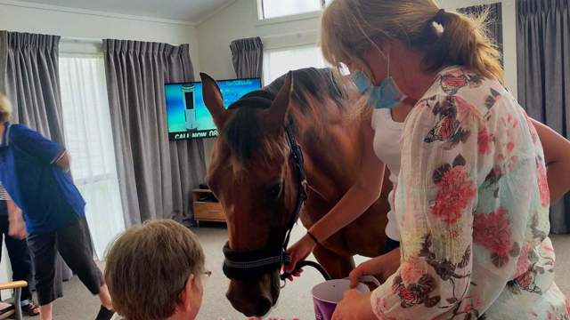 Northhaven animal therapy horse