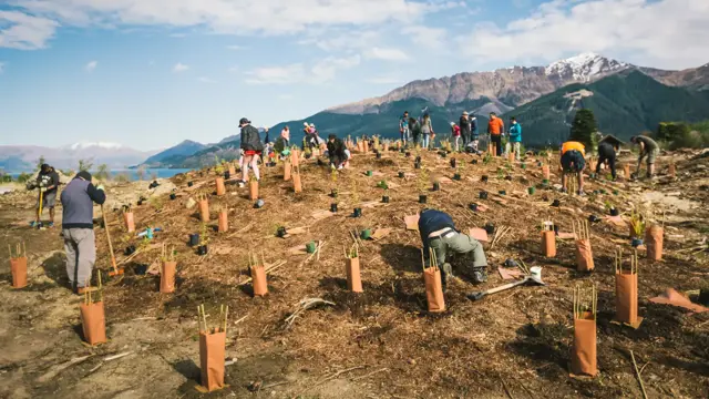 Tree planting
