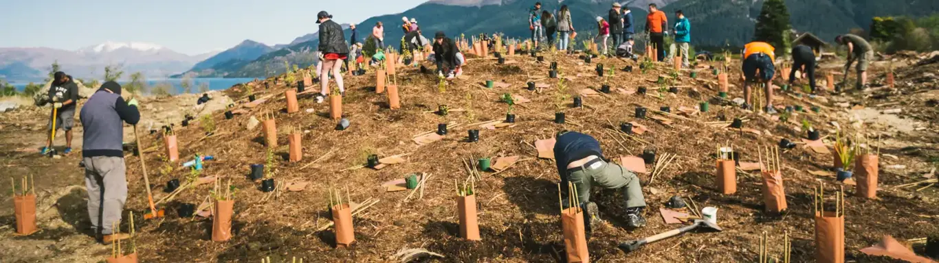Tree planting