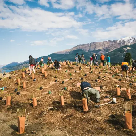 Tree planting