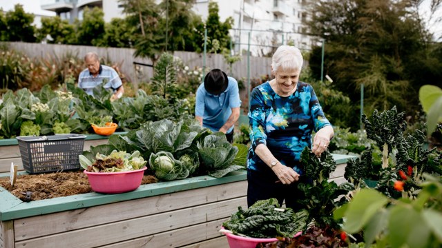 Vegetable Gardens Hugh Green Retirement Village 