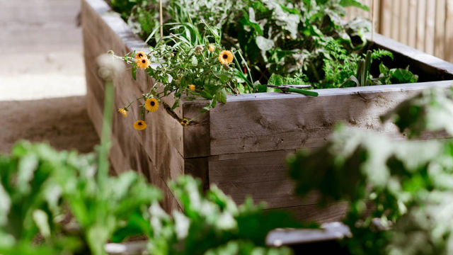 Crofton Downs Vegetable Garden and Flowers