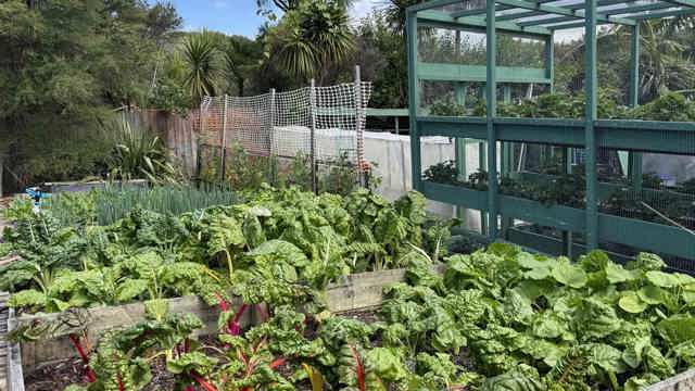 Vegetable garden