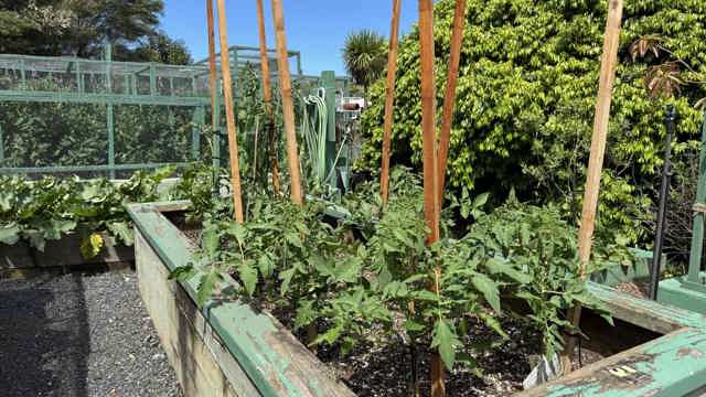 Vegetable gardens 
